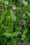 Photo: Silene dioica 6.