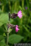 Photo: Silene dioica 7.