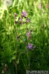 Photo: Silene dioica 8.