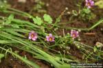 Photo: Sisyrinchium atlanticum 3.