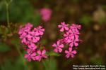 Photo: Silene armeria 1.