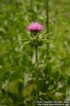 Photo: Silybum marianum 10.