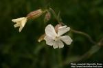 Photo: Silene latifolia 0.