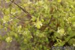 Photo: Silene baccifera 5.