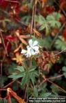 Photo: Sidalcea candida 1.