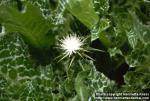 Photo: Silybum marianum 3.