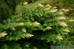 Photo: Smilacina racemosa 6.