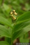 Photo: Smilacina stellata 6.