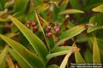 Photo: Smilacina racemosa 9.