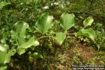 Photo: Smilax china 3.