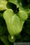 Photo: Smilax glauca 1.