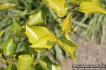 Photo: Smilax rotundifolia 5.