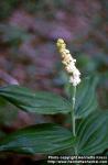 Photo: Smilacina racemosa 1.