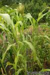 Photo: Sorghum bicolor.