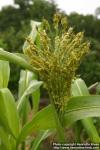 Photo: Sorghum bicolor 1.