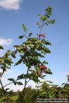 Photo: Sorbus aucuparia 17.