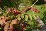 Photo: Sorbus aucuparia 18.