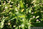 Photo: Sonchus asper.