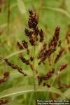 Photo: Sorghum bicolor 4.