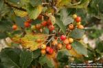 Photo: Sorbus aria 1.