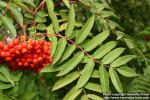 Photo: Sorbus americana 2.