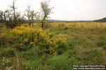 Photo: Solidago canadensis 5.