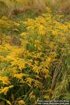 Photo: Solidago canadensis 4.