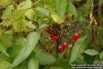 Photo: Solanum dulcamara 6.