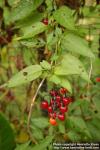 Photo: Solanum dulcamara 7.