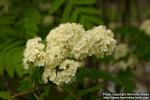 Photo: Sorbus aucuparia 24.