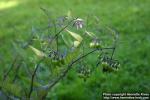 Photo: Solanum dulcamara 8.