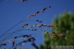 Photo: Sorghum bicolor tech 2.