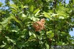 Photo: Sorbus 1.