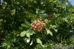 Photo: Sorbus 2.