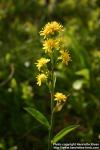 Photo: Solidago virgaurea 8.