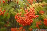 Photo: Sorbus pohuashanensis 1.