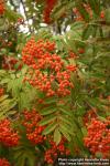 Photo: Sorbus pohuashanensis 2.