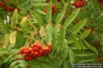 Photo: Sorbus kamtschatcensis 1.