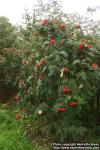 Photo: Sorbus decora.