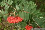 Photo: Sorbus decora 1.