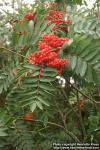 Photo: Sorbus decora 2.