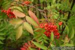 Photo: Sorbus commixta 3.