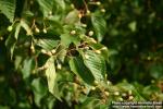 Photo: Sorbus alnifolia 1.