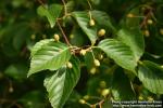 Photo: Sorbus alnifolia 2.