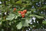 Photo: Sorbus hybrida 11.