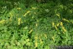 Photo: Solidago caesia.