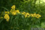 Photo: Solidago caesia 1.