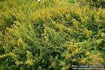 Photo: Solidago flexicaulis.