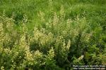 Photo: Solidago bicolor 2.