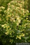 Photo: Solidago bicolor 3.